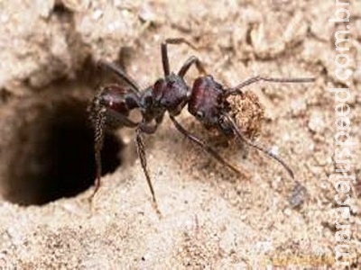 Pesquisa da UEMS analisa veneno de formigas com potencial farmacológico