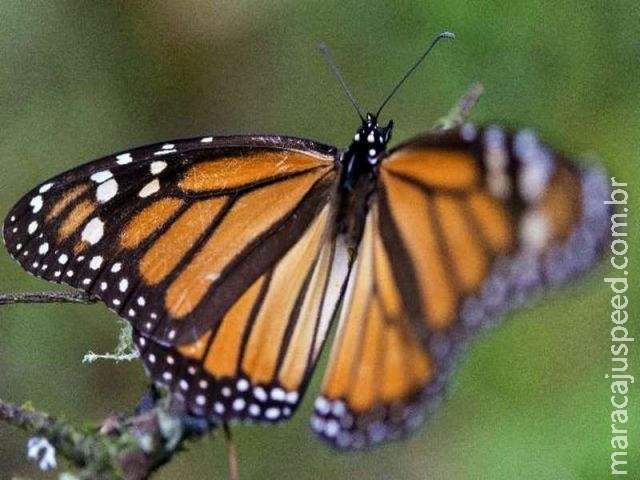  Mina de cobre ameaça borboleta-monarca no México, alerta governo