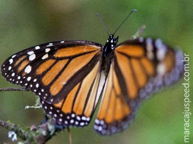 Mina de cobre ameaça borboleta-monarca no México, alerta governo Mina de cobre ameaça borboleta-monarca no México, alerta governo