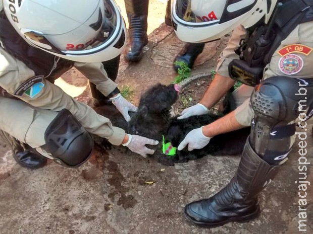 Bombeiros em MS são chamados para conter incêndio e salvam 2 cães Bombeiros em MS são chamados para conter incêndio e salvam 2 cães