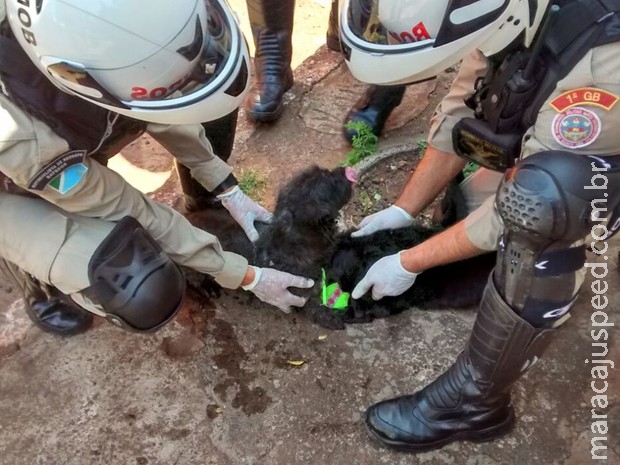 Bombeiros em MS são chamados para conter incêndio e salvam 2 cães