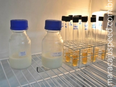 Alimentos pró-bióticos regionais podem apresentar vantagens para o consumidor Alimentos pró-bióticos regionais podem apresentar vantagens para o consumidor
