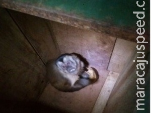 Macaco-prego é encontrado por morador perambulando pelas ruas Macaco-prego é encontrado por morador perambulando pelas ruas