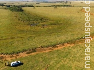 Empresa é multada em R$ 195,4 mil por manter gado em área de preservação Empresa é multada em R$ 195,4 mil por manter gado em área de preservação