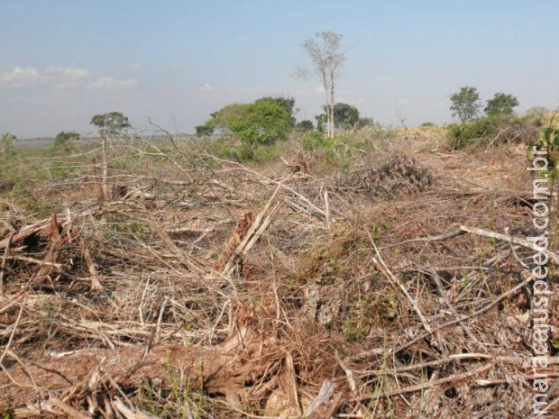 Produtor rural é multado em R$ 11 mil por desmatamento em MS Produtor rural é multado em R$ 11 mil por desmatamento em MS