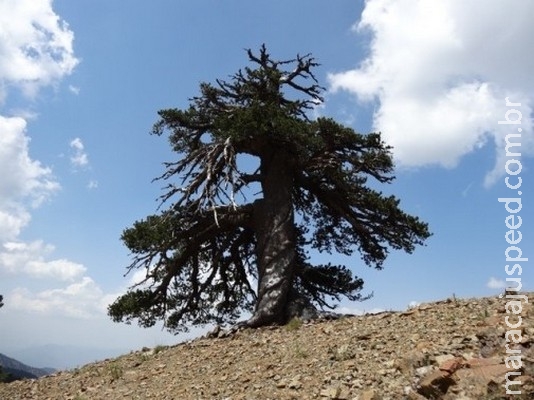 Cientistas descobrem que pinheiro na Grécia tem mais de mil anos