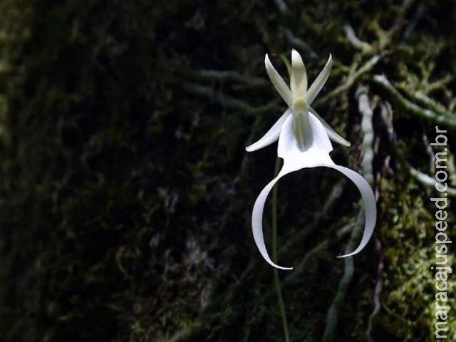  Cientistas buscam resgatar a orquídea fantasma da Flórida