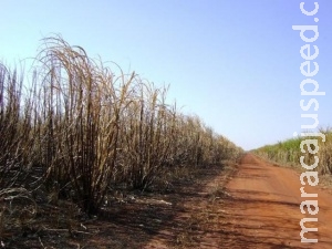 Usina de álcool e açúcar é multada em R$ 600 mil após queimada ilegal Usina de álcool e açúcar é multada em R$ 600 mil após queimada ilegal
