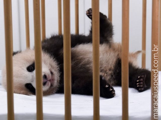 Primeiro bebê panda nascido na Bélgica se chamará " Tesouro do Céu "