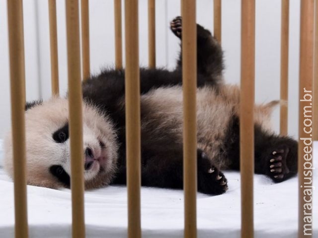 Primeiro bebê panda nascido na Bélgica se chamará " Tesouro do Céu " Primeiro bebê panda nascido na Bélgica se chamará " Tesouro do Céu "
