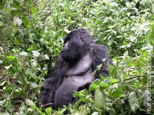 Maiores gorilas do mundo estão ameaçados de extinção