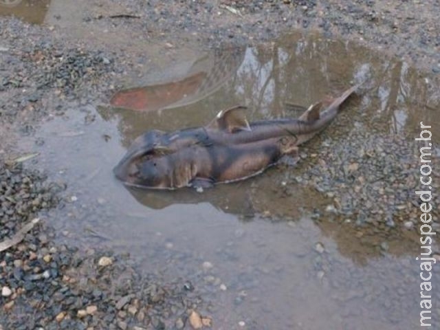 Tubarão é encontrado em poça na beira de estrada na Austrália Tubarão é encontrado em poça na beira de estrada na Austrália
