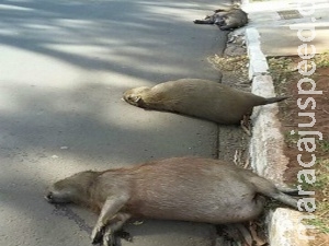 Três capivaras são atropeladas e mortas em avenida movimentada Três capivaras são atropeladas e mortas em avenida movimentada
