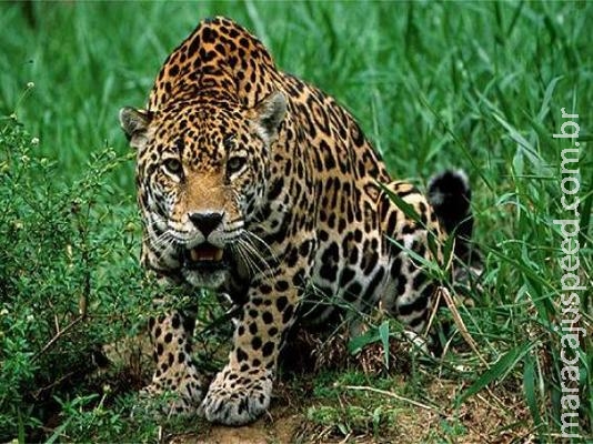 Ministro do Meio Ambiente lamenta crime contra fauna no sudeste do Pará Ministro do Meio Ambiente lamenta crime contra fauna no sudeste do Pará