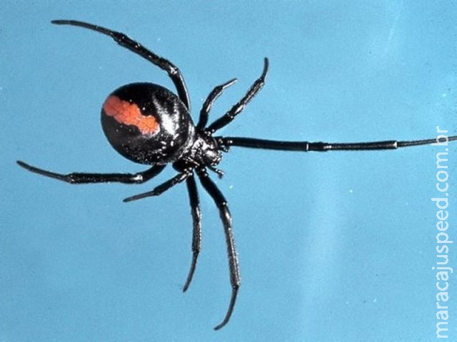 Australiano leva picada de aranha venenosa no pênis pela 2ª vez em 5 meses Australiano leva picada de aranha venenosa no pênis pela 2ª vez em 5 meses