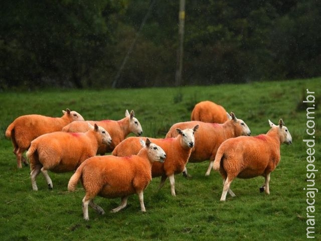 Inglês pinta ovelhas de laranja fluorescente para evitar roubos Inglês pinta ovelhas de laranja fluorescente para evitar roubos
