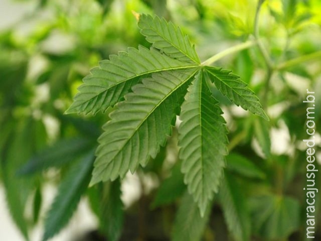 Austríaco encontra plantação de maconha ao jogar Pokémon Go Austríaco encontra plantação de maconha ao jogar Pokémon Go