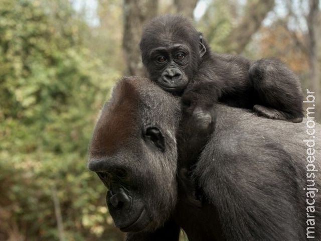 Natureza violenta dos humanos foi herdada de ancestral, dizem cientistas Natureza violenta dos humanos foi herdada de ancestral, dizem cientistas