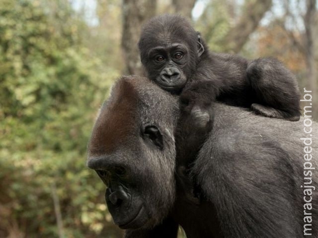 Natureza violenta dos humanos foi herdada de ancestral, dizem cientistas