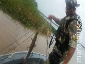 Operação no Rio Paraná apreende material ilegal e solta 30 kg de peixes Operação no Rio Paraná apreende material ilegal e solta 30 kg de peixes