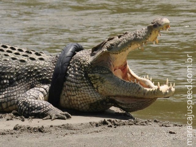 Crocodilo é flagrado com pneu de moto no pescoço na Indonésia Crocodilo é flagrado com pneu de moto no pescoço na Indonésia