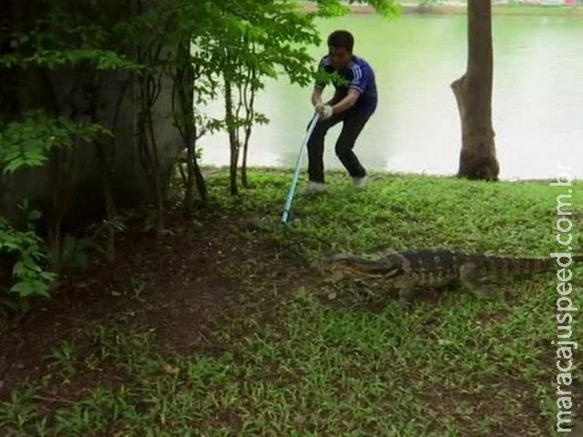 Lagartos gigantes invadem parque na Tailândia Lagartos gigantes invadem parque na Tailândia