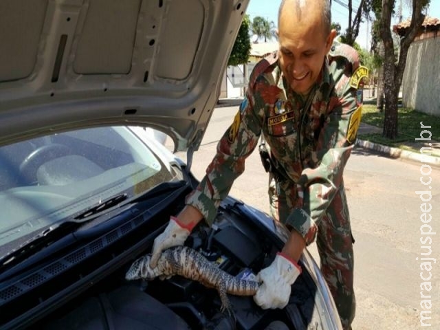 Polícia ambiental captura teiú sob motor de veículo Polícia ambiental captura teiú sob motor de veículo