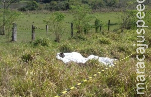 Caseiro passa mal e morre após fugir de ataque de búfalo Caseiro passa mal e morre após fugir de ataque de búfalo