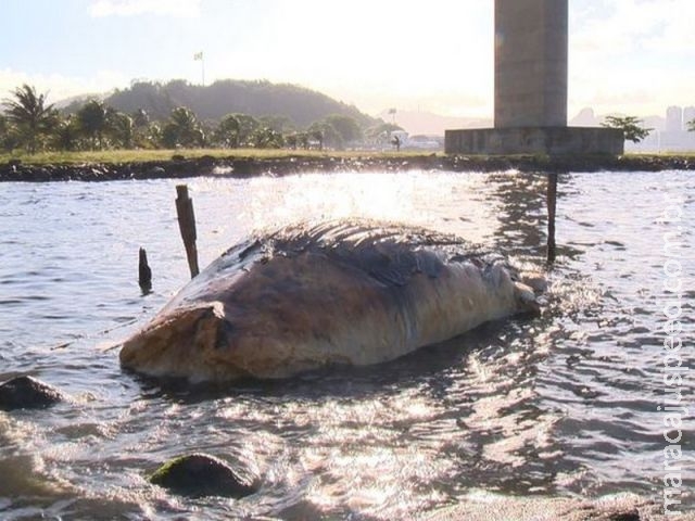 Baleia jubarte é encontrada morta em Vila Velha, ES