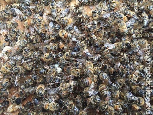 Milhões de abelhas morrem nos EUA após uso de veneno contra zika