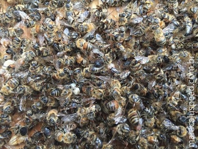 Milhões de abelhas morrem nos EUA após uso de veneno contra zika Milhões de abelhas morrem nos EUA após uso de veneno contra zika