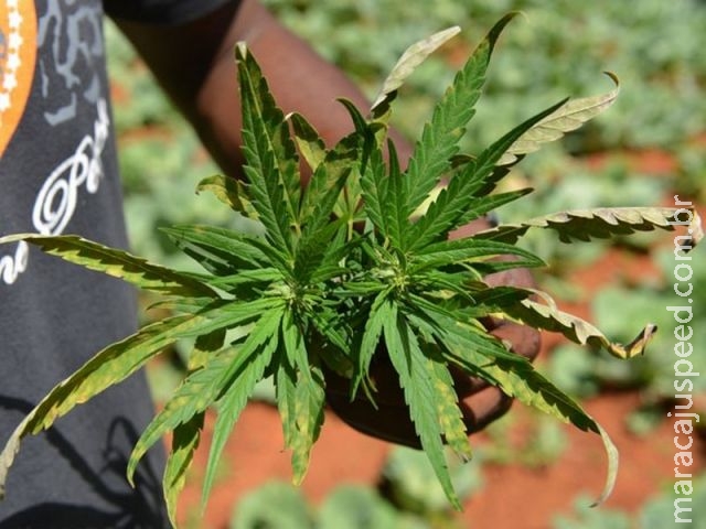 Província argentina autoriza óleo de cannabis para tratar epilepsia Província argentina autoriza óleo de cannabis para tratar epilepsia