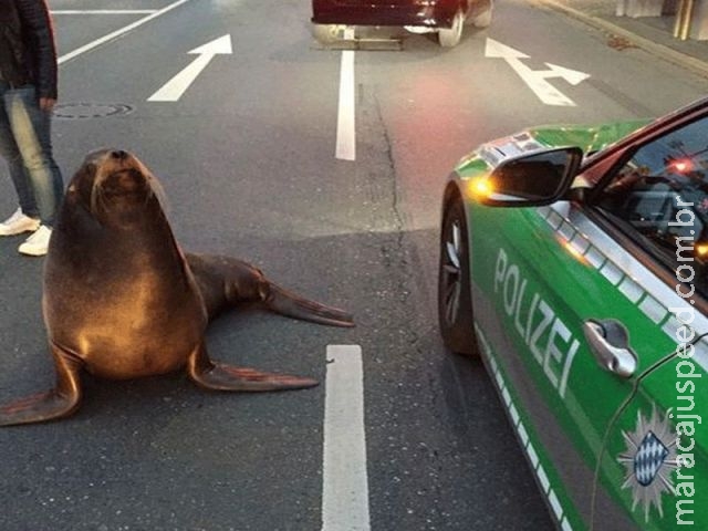 Foca foge de circo e tumultua o trânsito em cidade da Alemanha Foca foge de circo e tumultua o trânsito em cidade da Alemanha