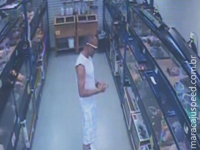 Homem furta cobra de pet shop escondendo-a dentro de suas calças Homem furta cobra de pet shop escondendo-a dentro de suas calças