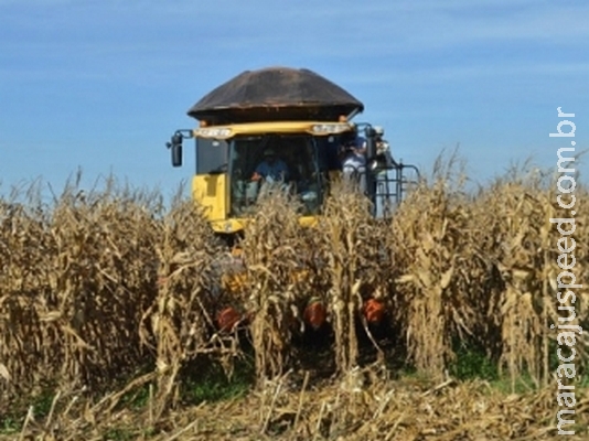 Com 90% do milho colhido, MS aponta queda ainda maior na produção Com 90% do milho colhido, MS aponta queda ainda maior na produção