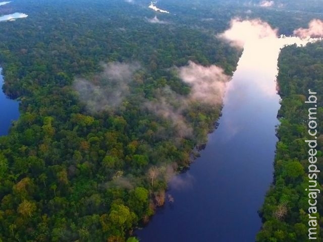 Diversidade da Amazônia pode ajudar economia e floresta, diz estudo Diversidade da Amazônia pode ajudar economia e floresta, diz estudo