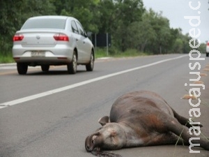 Aplicativo quer ajudar a localizar animais atropelados em rodovias