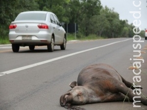 Aplicativo quer ajudar a localizar animais atropelados em rodovias Aplicativo quer ajudar a localizar animais atropelados em rodovias