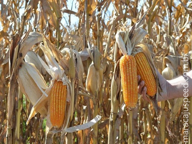 Com média de 58 sc/ha, 2ª safra de milho em MS fecha com queda de 33% na produção