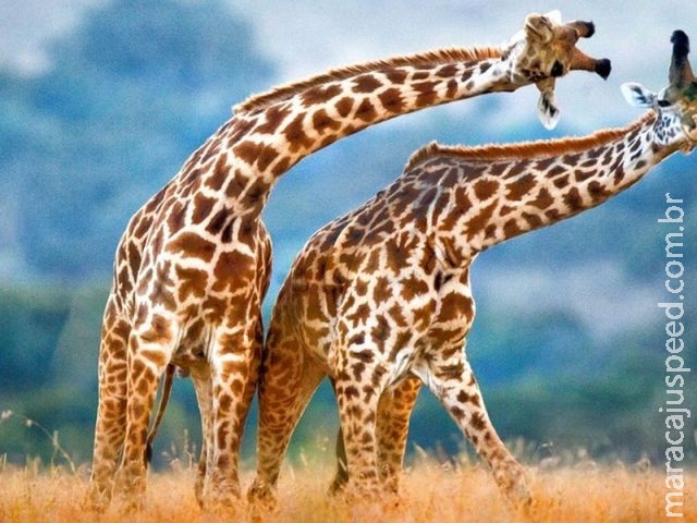 Análise genética revela a existência de 4 espécies de girafas