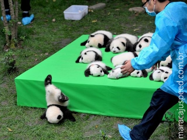 Centro de reprodução de pandas apresenta filhotes a público na China Centro de reprodução de pandas apresenta filhotes a público na China