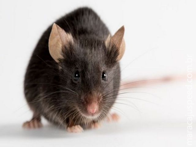 Cientistas dizem ter criado ratos a partir de óvulos feitos em laboratório
