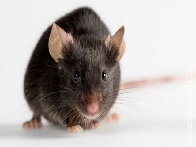 Cientistas dizem ter criado ratos a partir de óvulos feitos em laboratório Cientistas dizem ter criado ratos a partir de óvulos feitos em laboratório