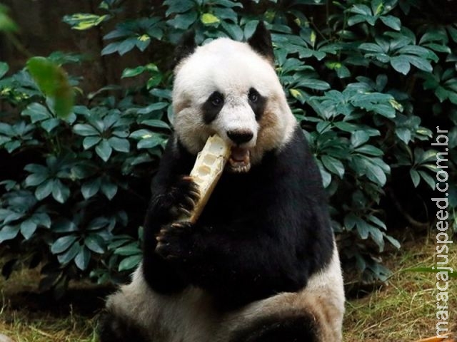 Ursa panda gigante mais velha em cativeiro morre em Hong Kong Ursa panda gigante mais velha em cativeiro morre em Hong Kong