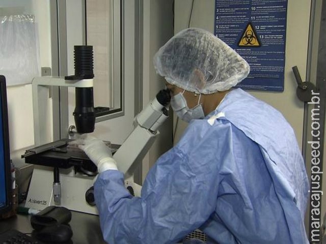 Zika pode bloquear ativação do sistema imunológico, diz pesquisa da Fiocruz Zika pode bloquear ativação do sistema imunológico, diz pesquisa da Fiocruz