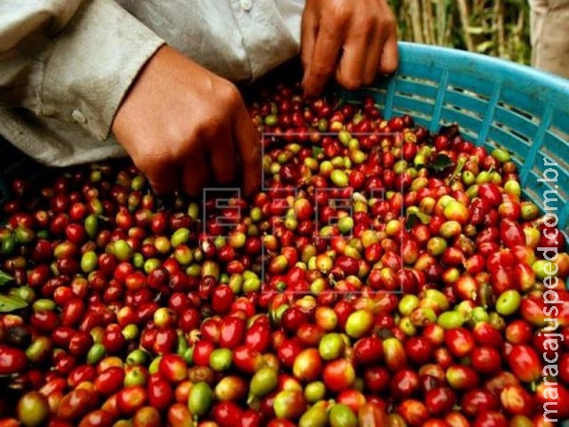 Exportações brasileiras de café caem nos primeiros 9 meses do ano