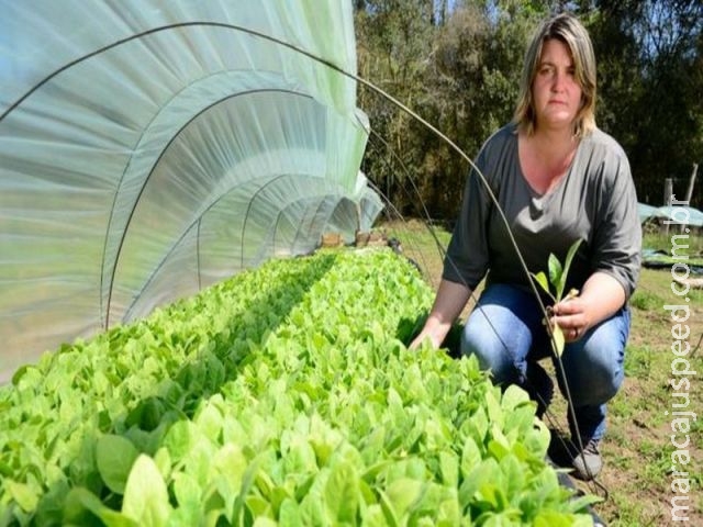 Agrotóxicos, depressão e dívidas criam bomba-relógio de suicídios no RS Agrotóxicos, depressão e dívidas criam bomba-relógio de suicídios no RS