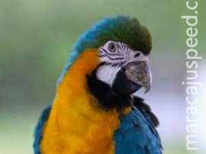 Com deformidade no bico, arara Gigi é primeiro animal do mundo a receber uma prótese metálica Com deformidade no bico, arara Gigi é primeiro animal do mundo a receber uma prótese metálica
