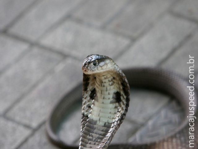Fuga de filhotes de cobra venenosa aterroriza cidade chinesa Fuga de filhotes de cobra venenosa aterroriza cidade chinesa