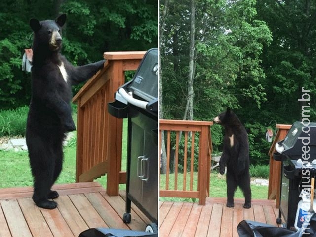 Urso " Catatau " fica famoso nos EUA ao ser flagrado andando em 2 patas